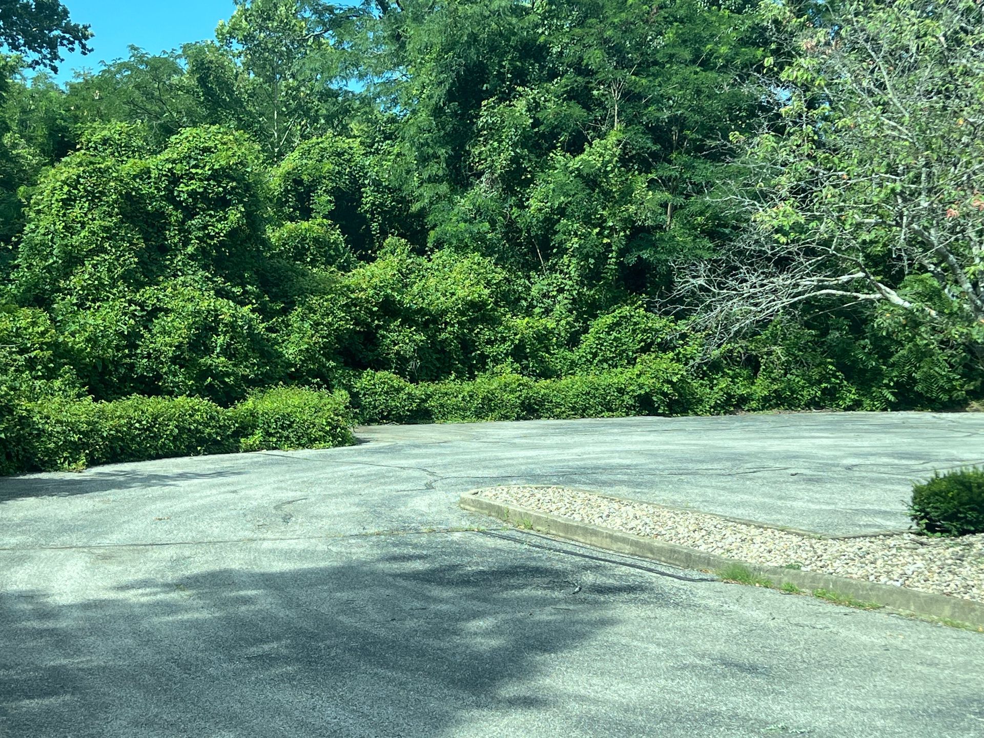 Commercial lot line before clearing