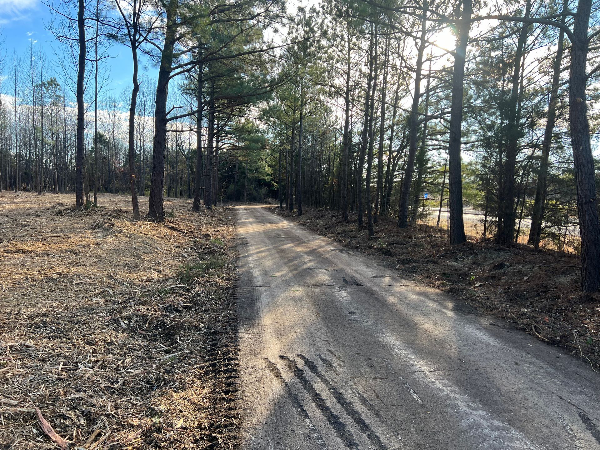 Roadside pines after understory clearing