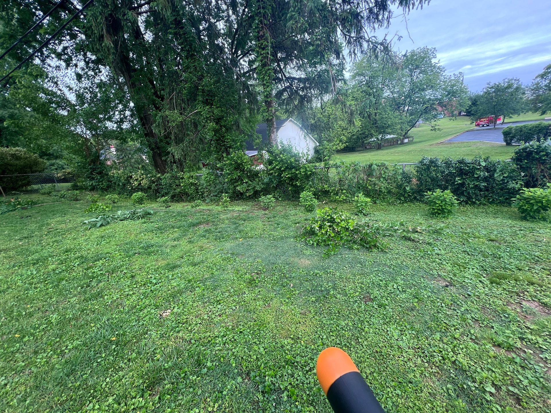Fence line overtaken by brush before clearing, Louisville KY