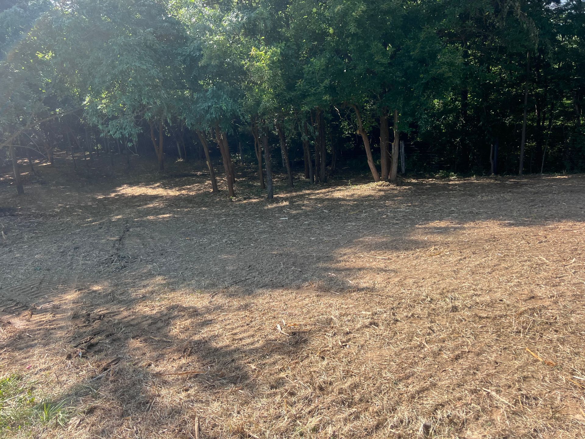 Same ground after forestry mulching in Taylorsville, KY — underbrush cleared with the mature trees left standing