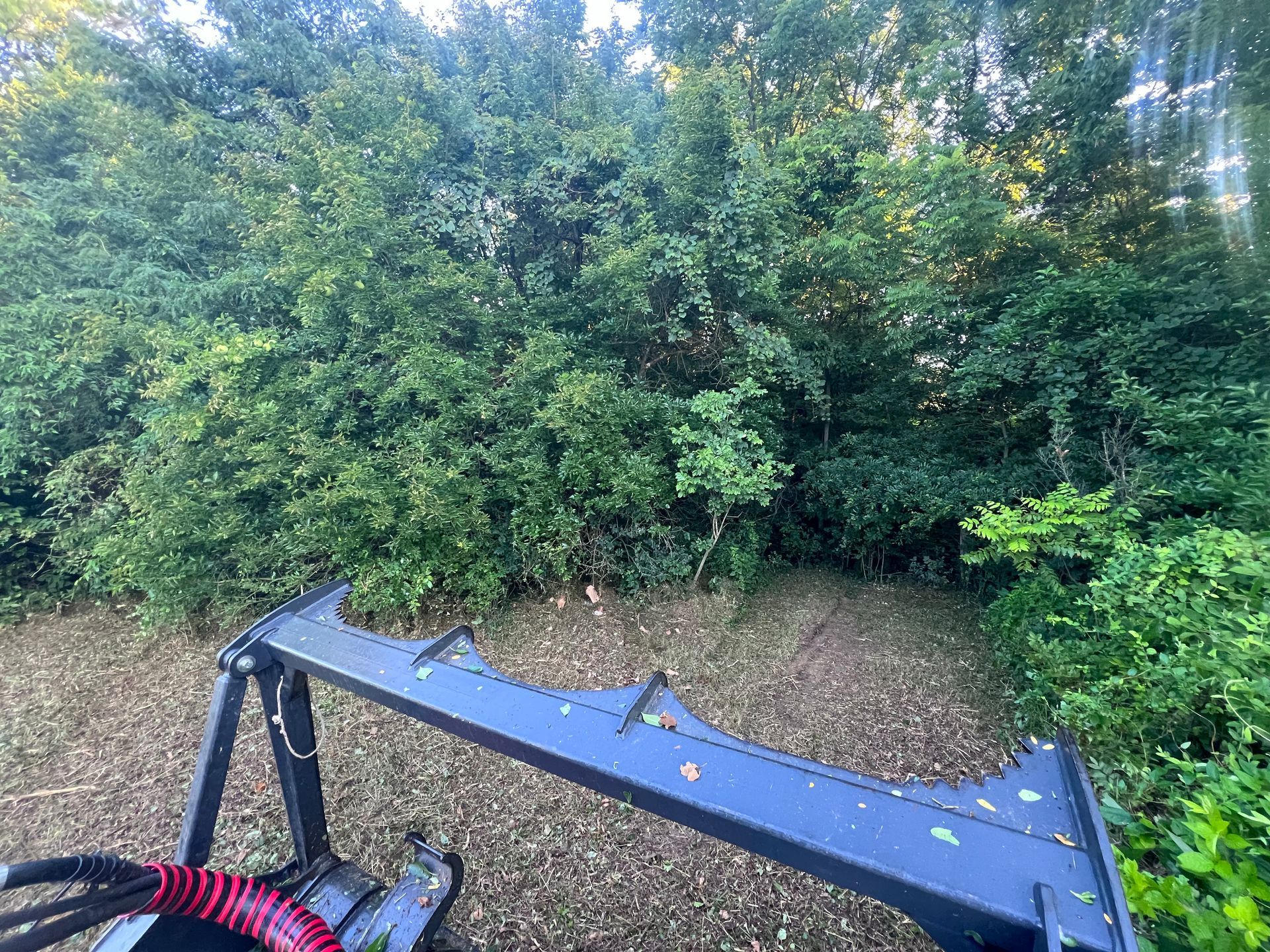 Overgrown brush and undergrowth along a wooded property line before forestry mulching in Taylorsville, KY