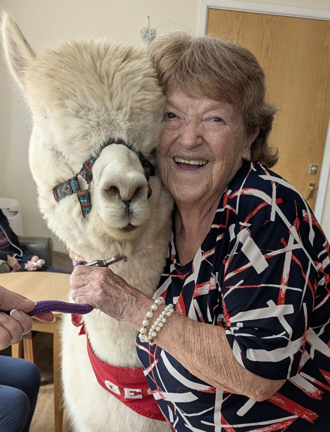 Smiling woman hugs a fluffy alpaca wearing a red blanket and colorful halter indoors
