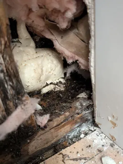 A rat is crawling through a hole in a wall.