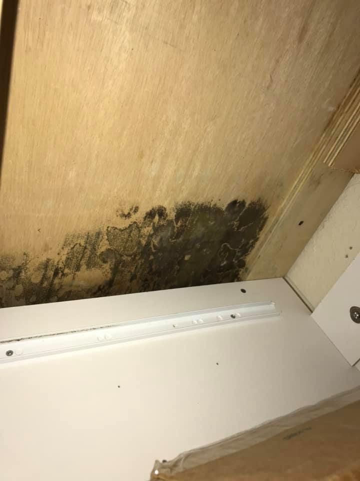 Mold growing on the underside of a wooden shelf inside a white cabinet. Dark gray and black patches visible.