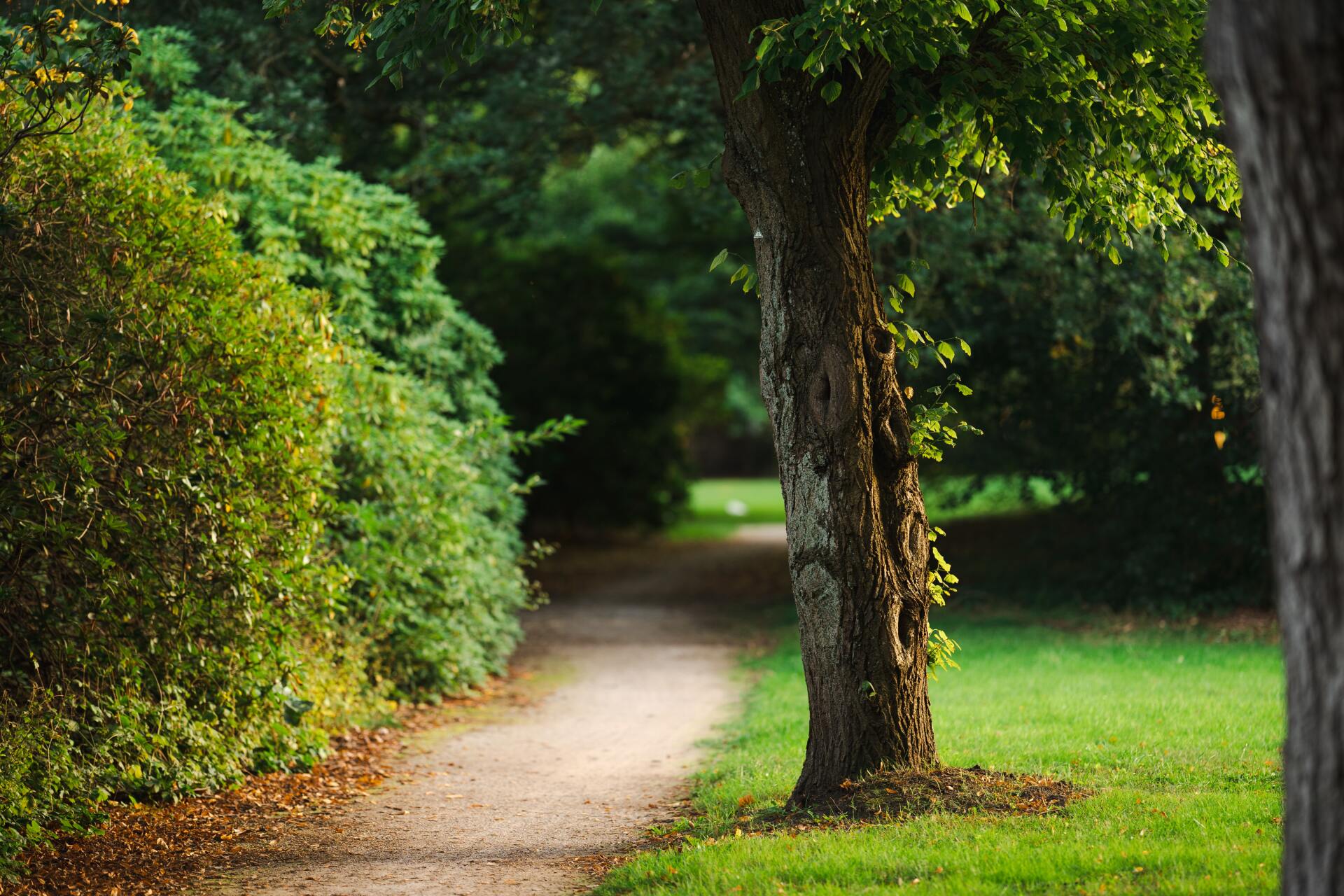 trees and shrubs