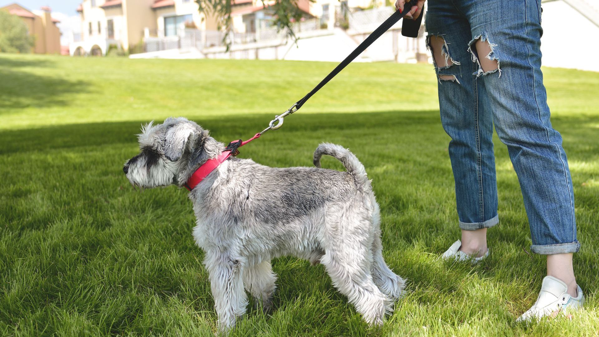 Dog standing on the grass