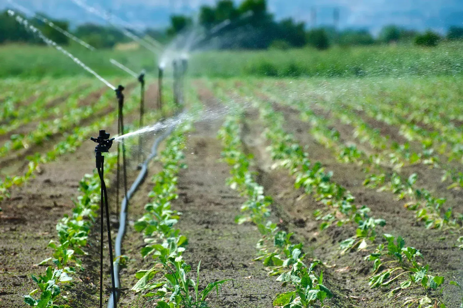 A row of agricultural sprinklers watering young green crops in a sunlit field.