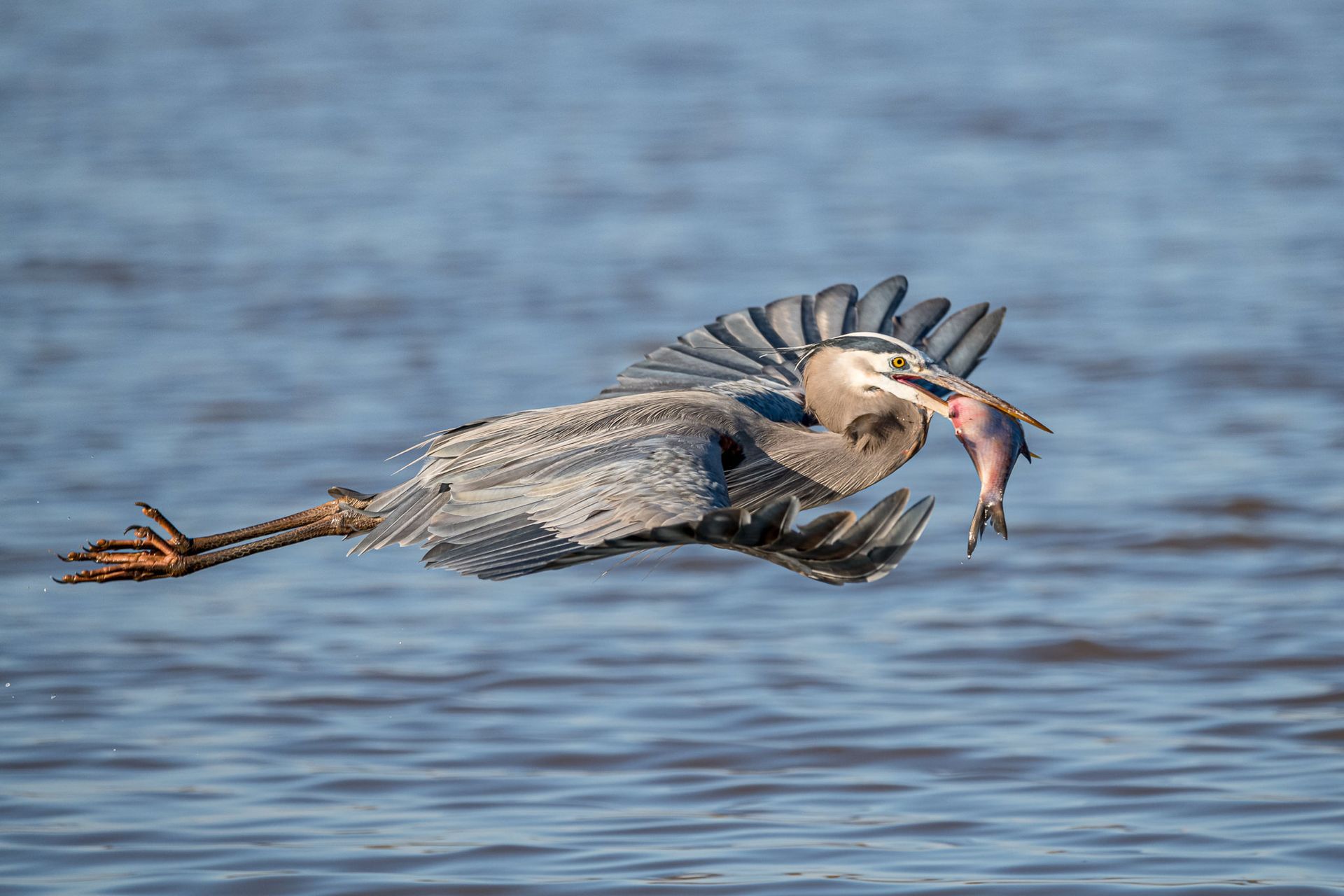 A heron flies low over water with a fish in its beak, wings spread wide.