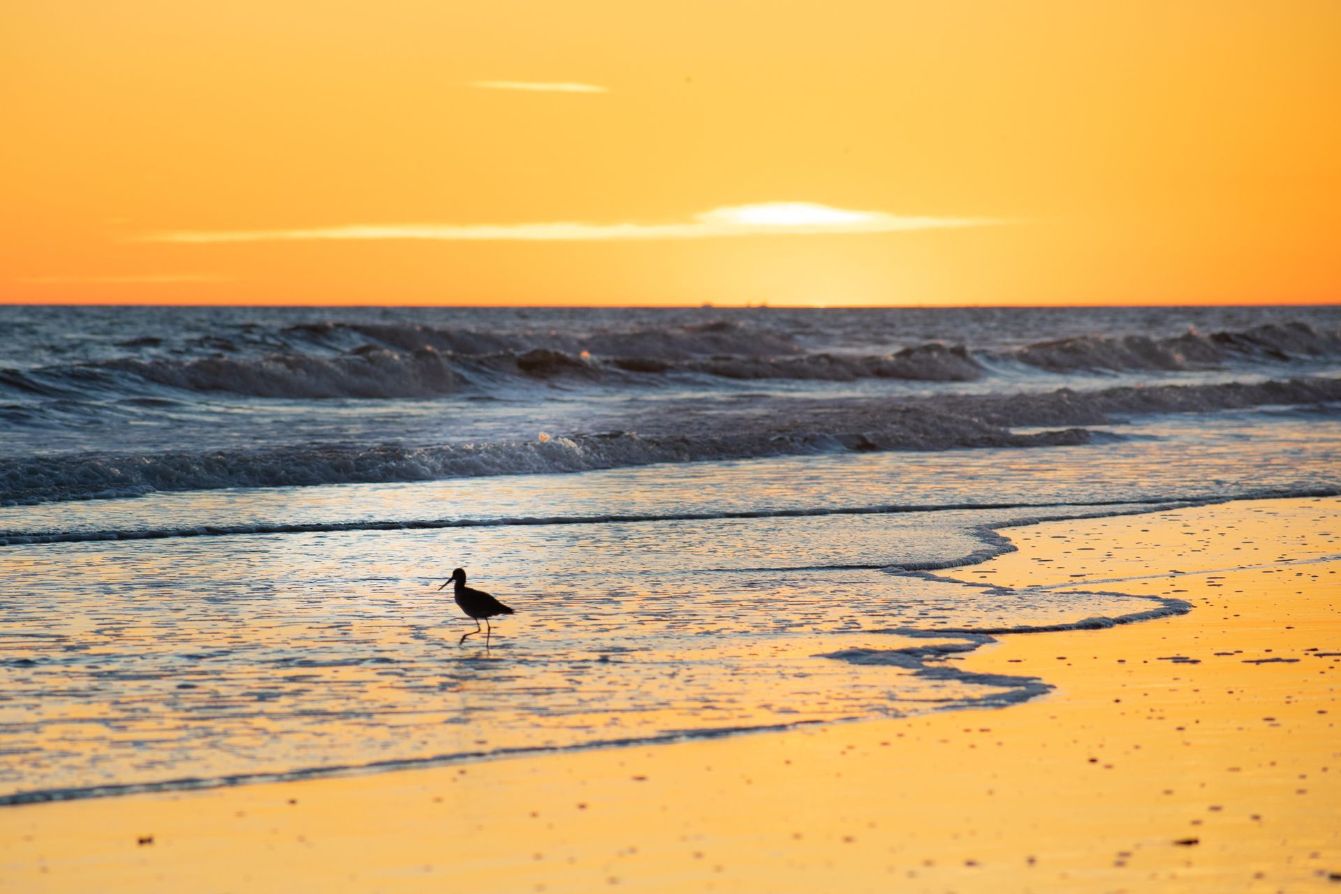 Seagull on a sandy beach at sunset with waves rolling ashore