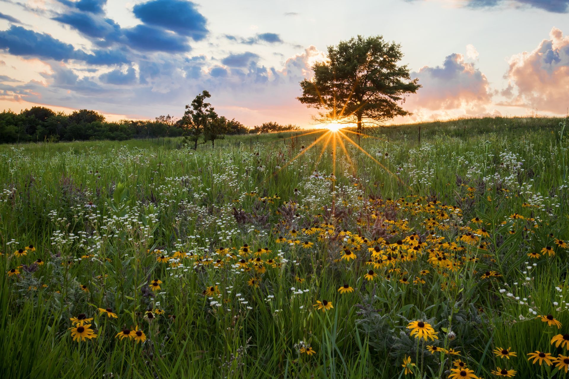 Sunset over a wildflower meadow with tall grass and a lone tree silhouetted against the sky