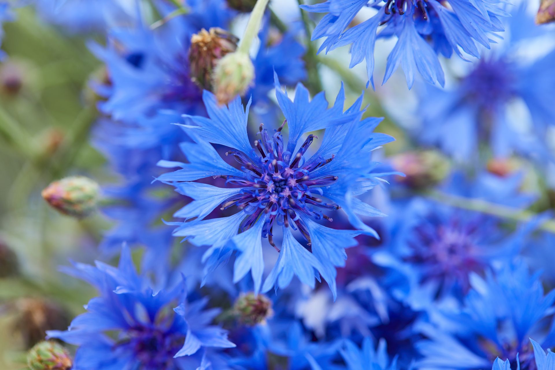 Close-up of vibrant blue cornflowers in bloom with soft green stems and buds in the background