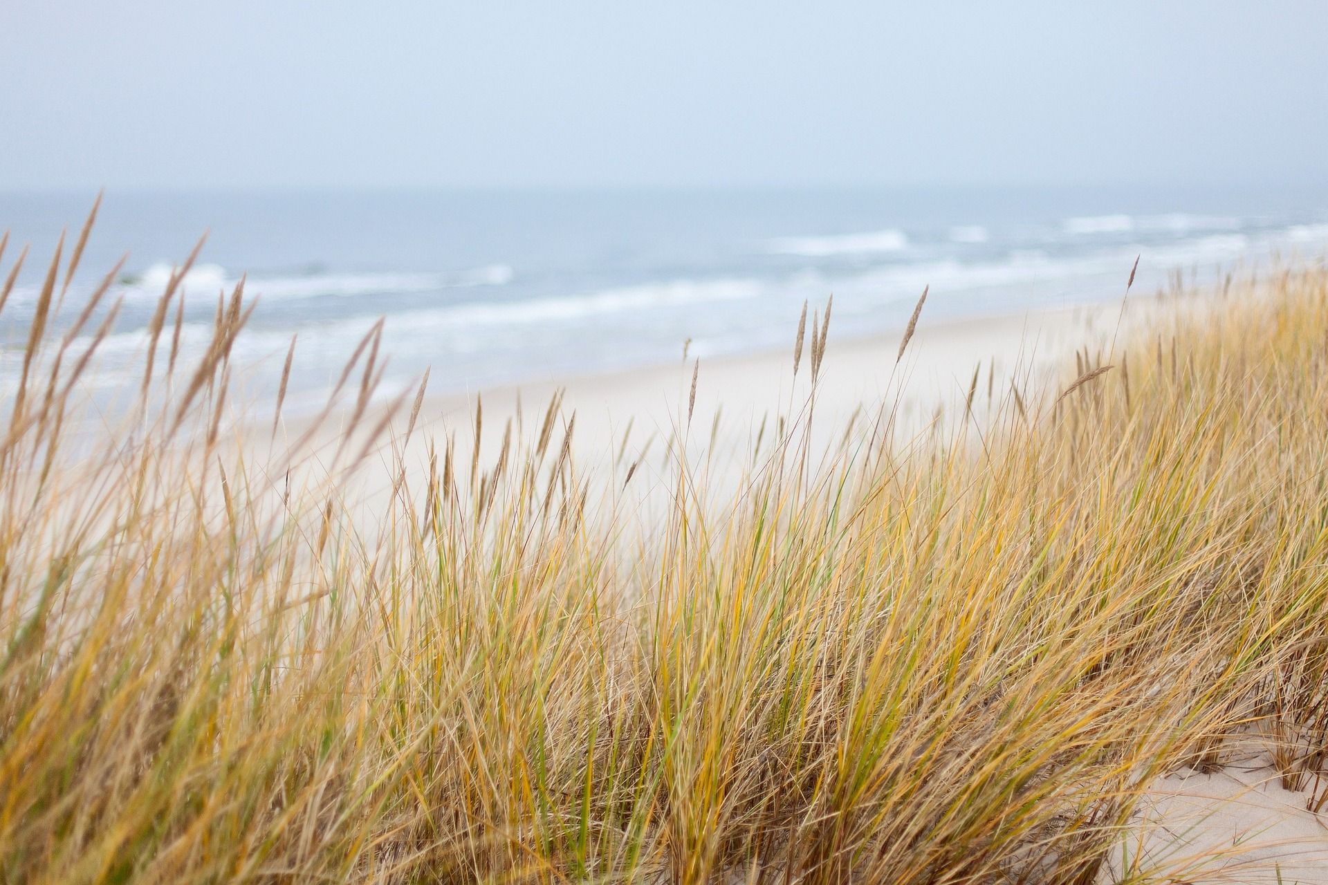 Strand in het Westland