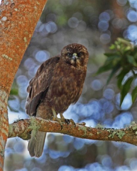 Brown owl perched on a mossy branch against a blurred blue-green forest background