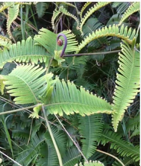 Green fern fronds in dense foliage, with a curled young fern shoot at center