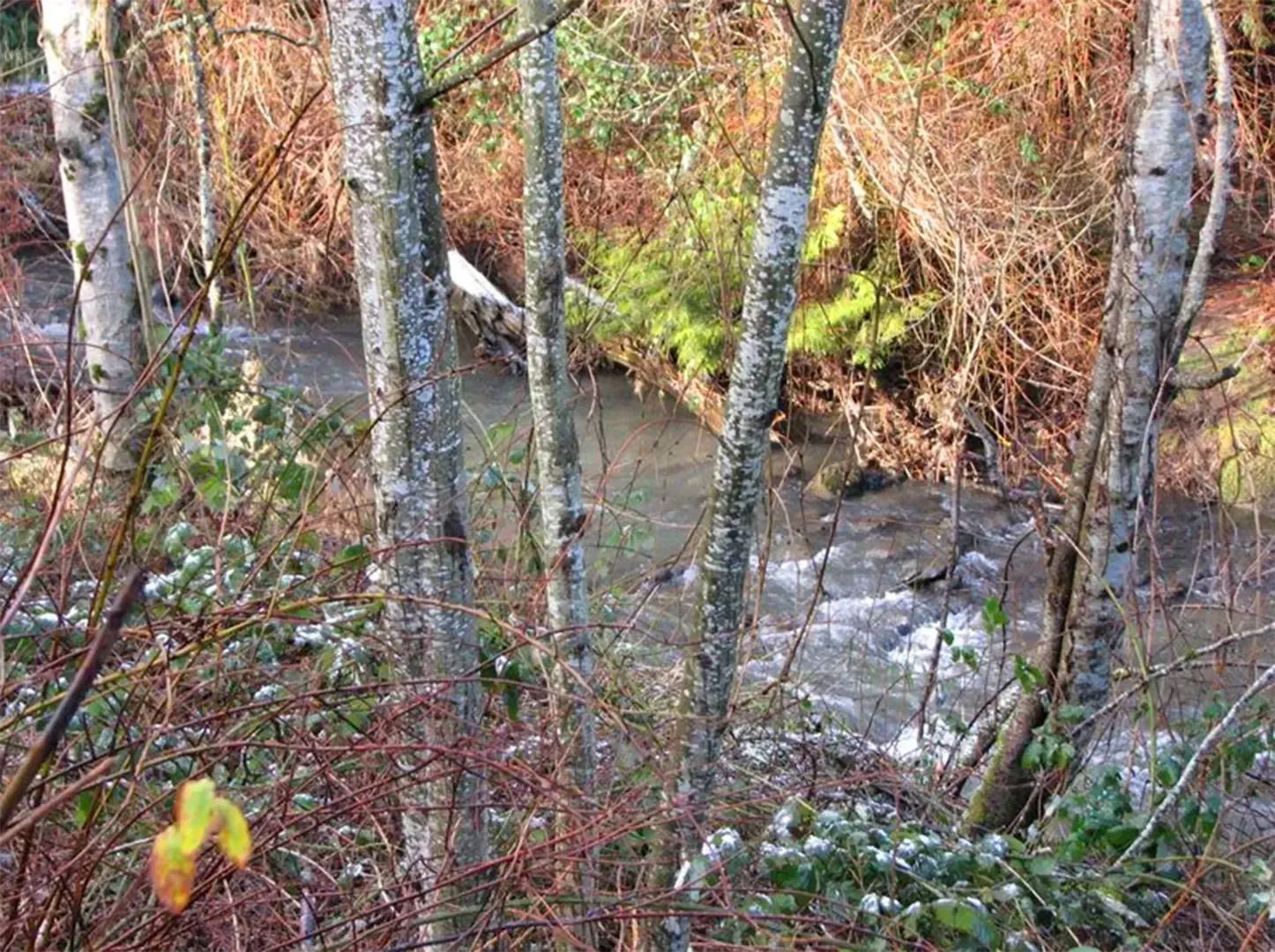 Wooded creek with bare trees and flowing water in autumn colors
