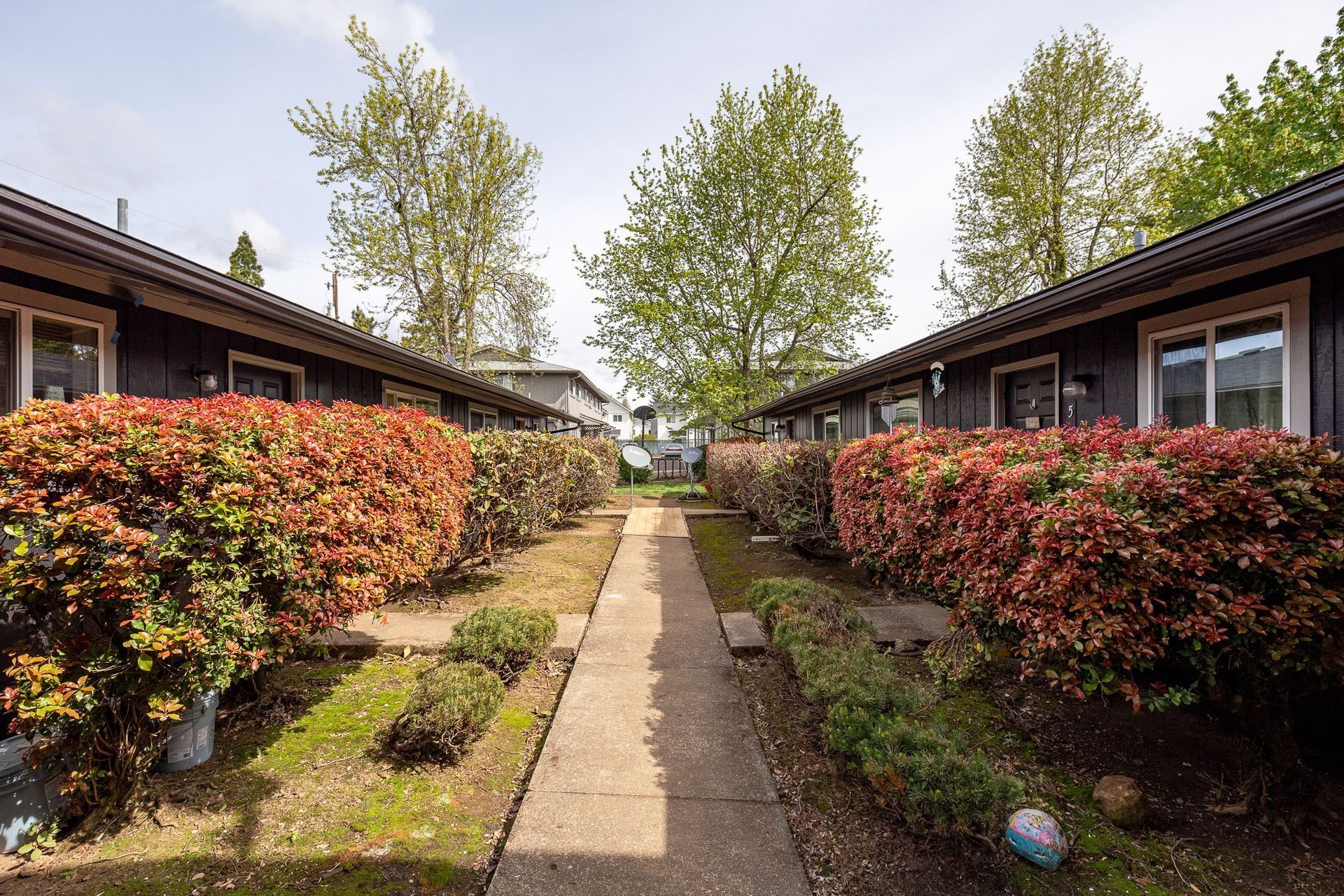Courtyard path between two brick buildings with red hedges and trees overhead