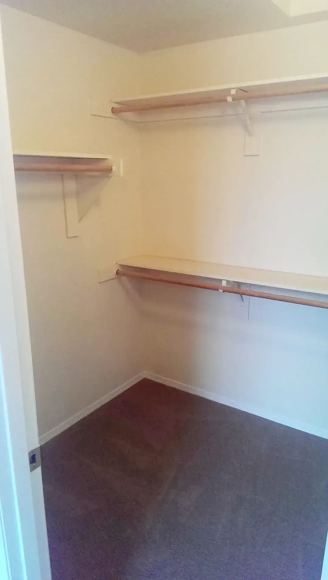 Empty beige closet with white shelves and dark carpeted floor
