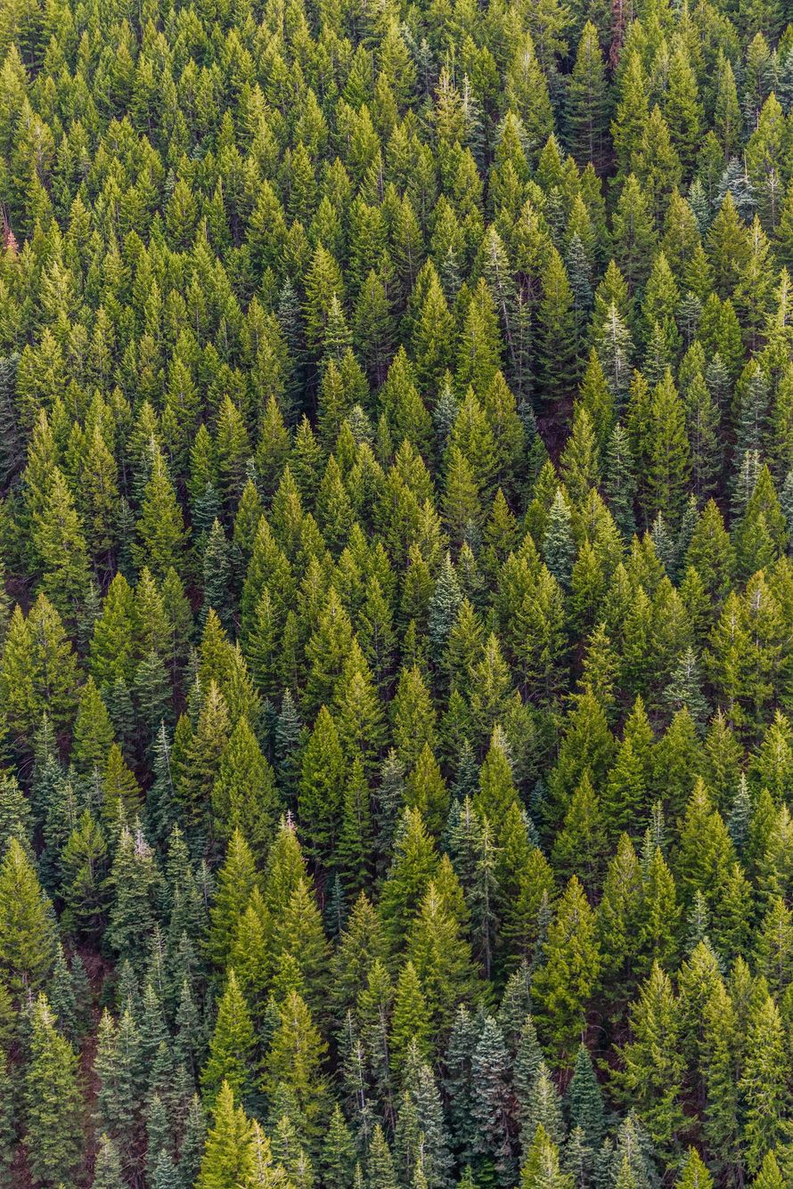 Dense forest of green and yellow conifer trees viewed from above