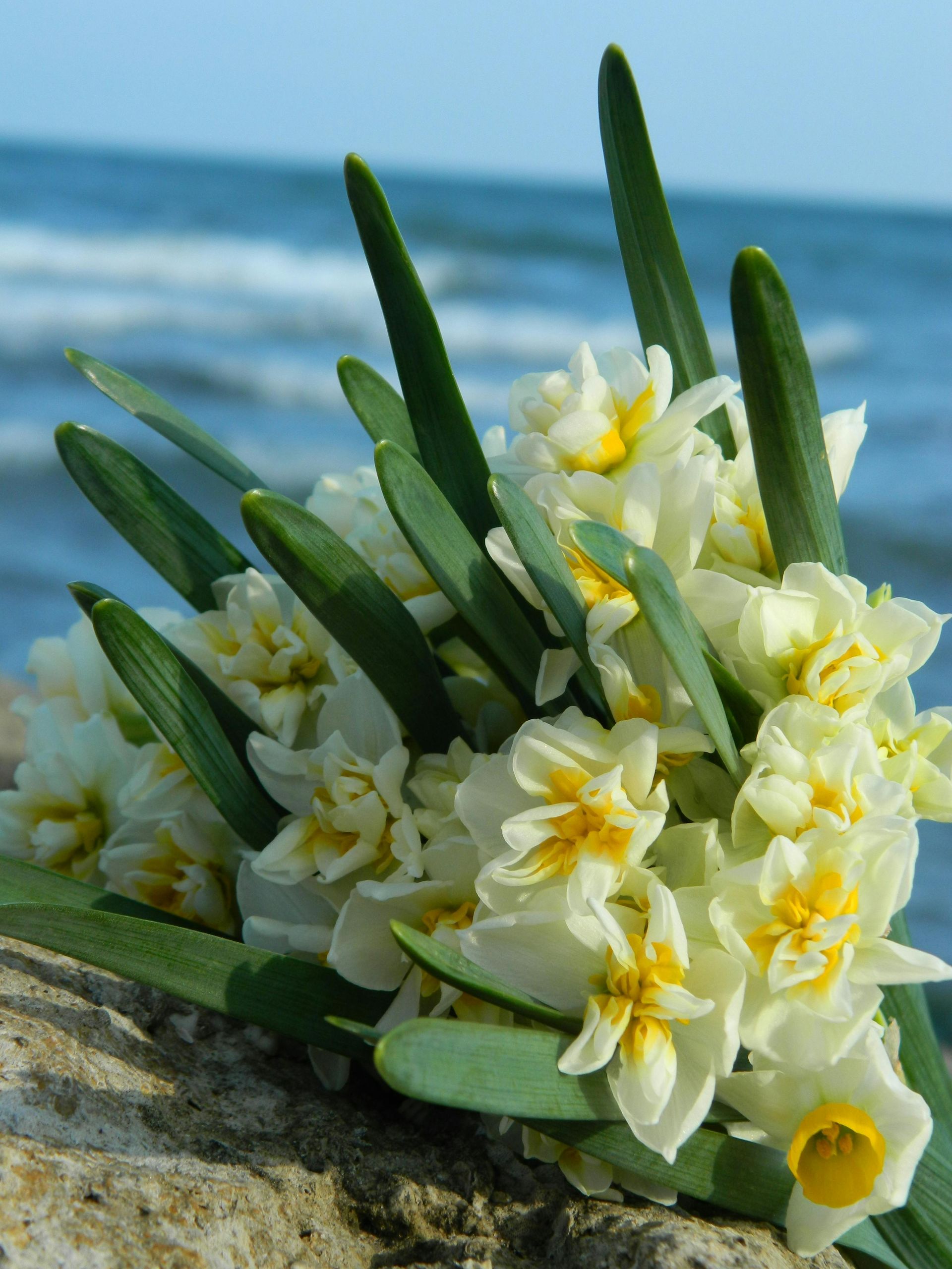 Ocean view with flowers on top of of a Rock  — United Funeral Care In Kempsey, NSW