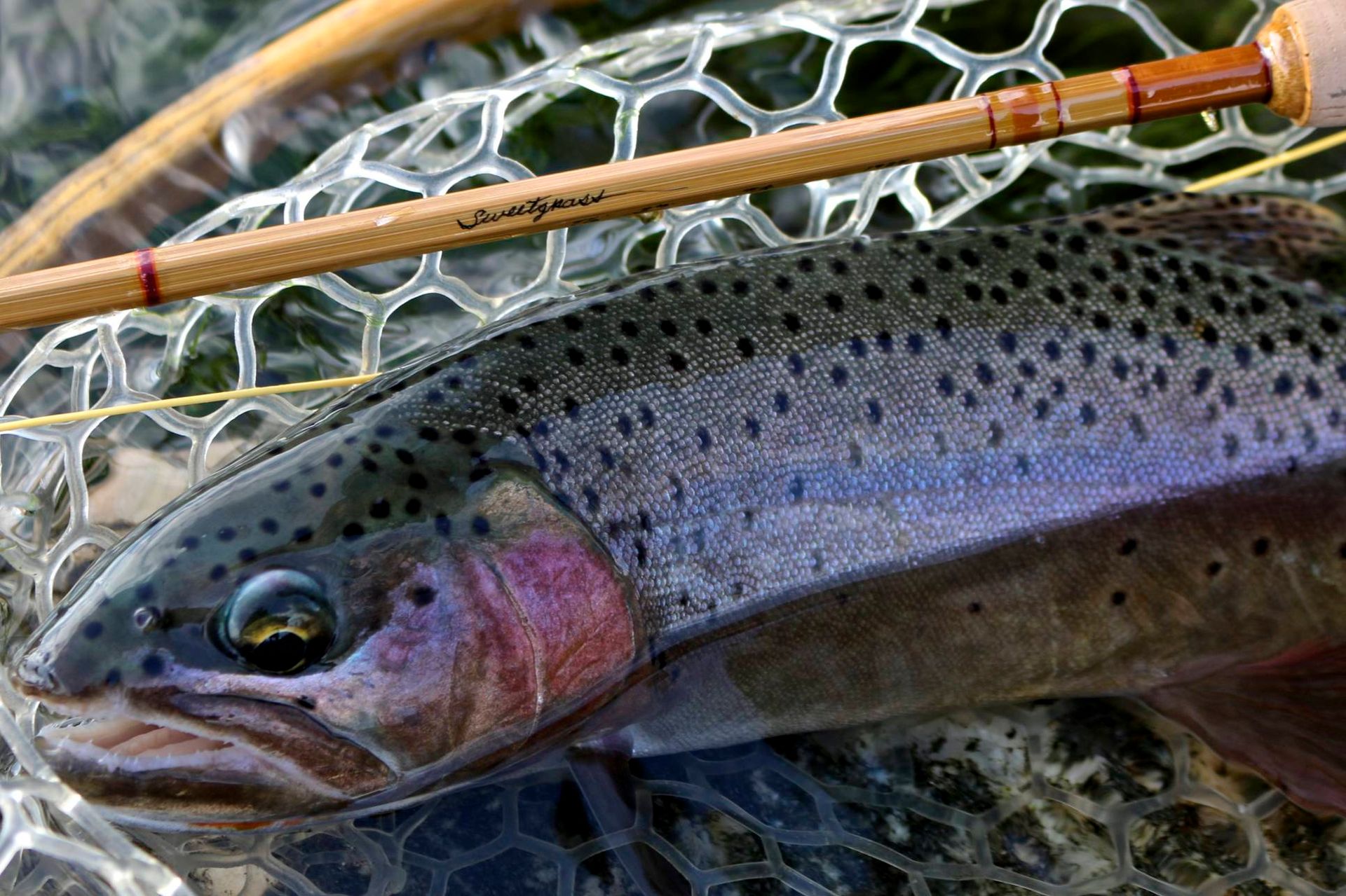 Nelson's Guides & Flies Shop