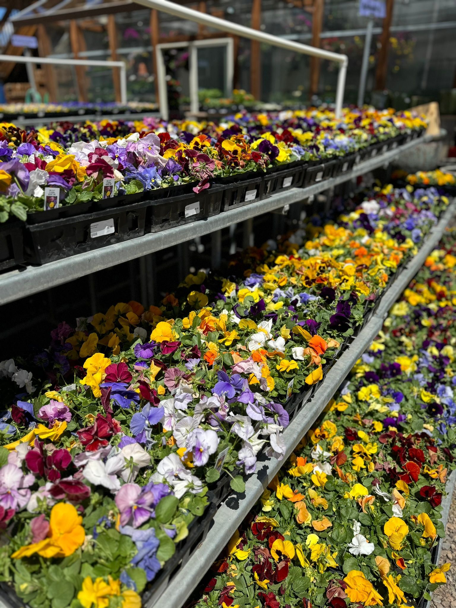 summer flowers
