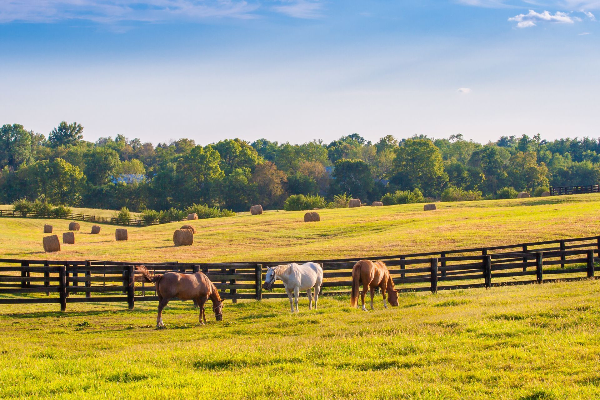 Three horses graze in a sunny fenced pasture with hay bales and trees in the background.