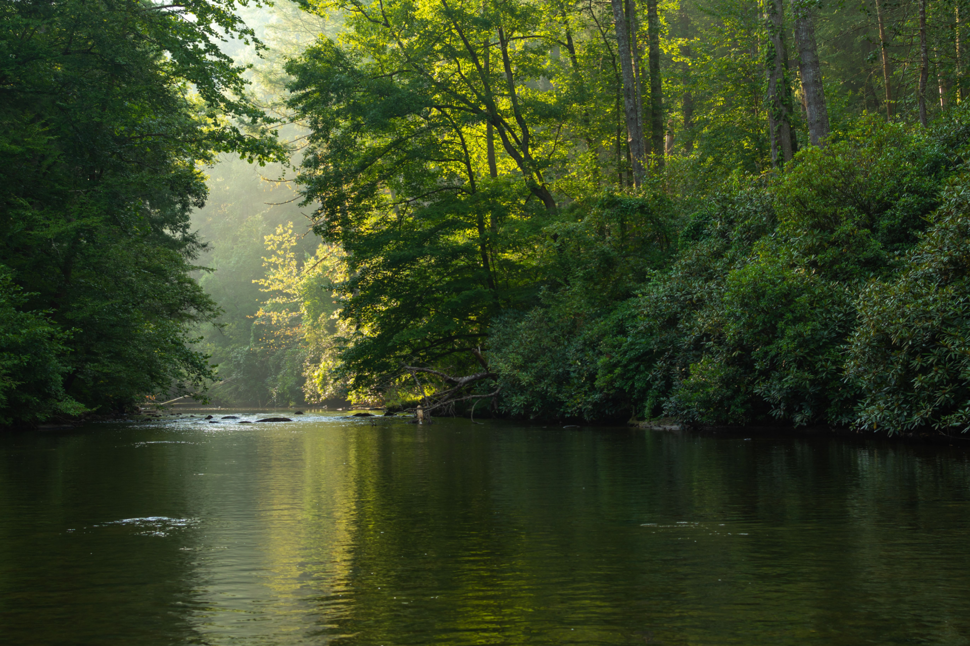 Calm forest river with sunlit green trees reflecting in still water