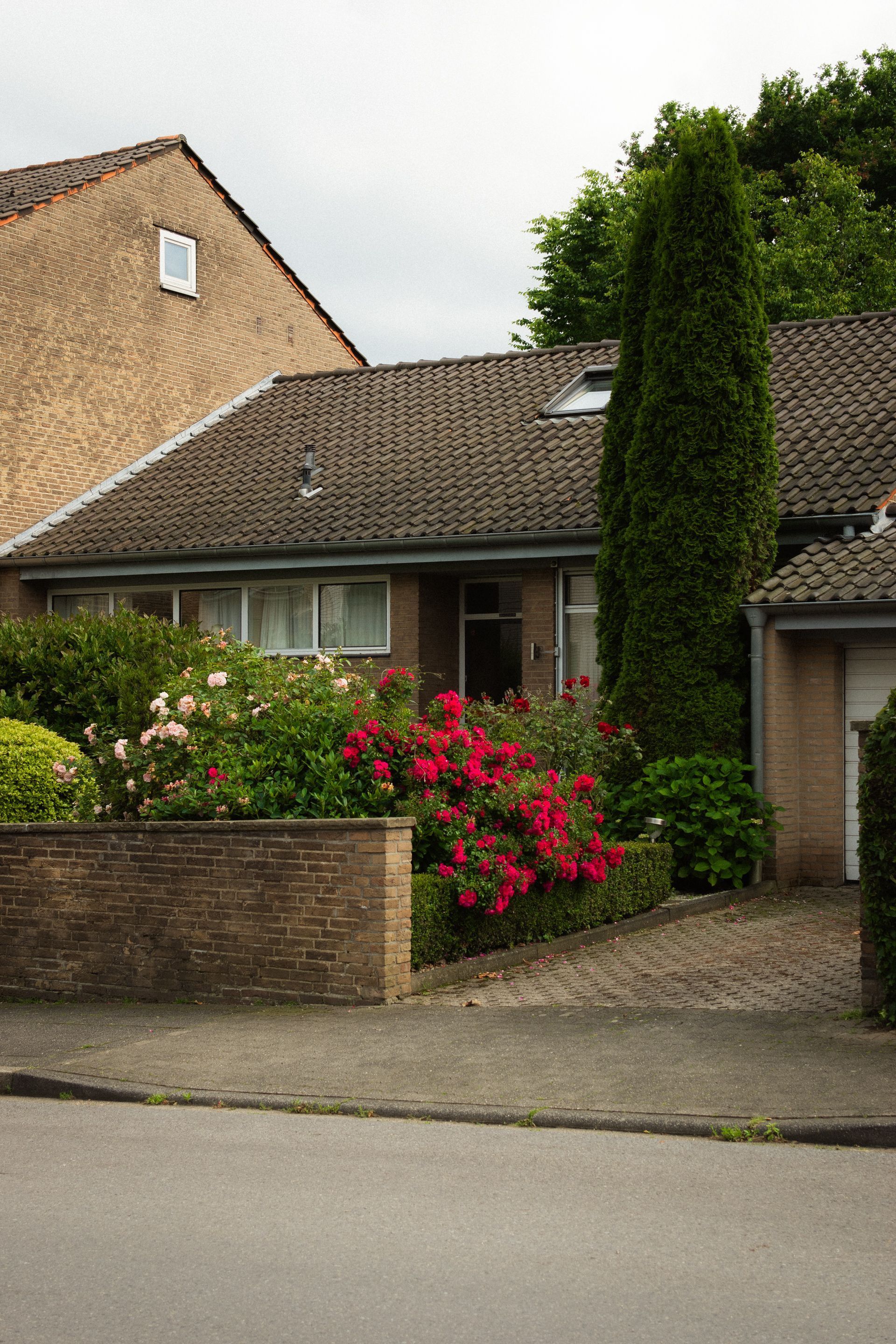 Suburban house with tiled roof, brick wall, and bright pink flowering shrubs by the driveway