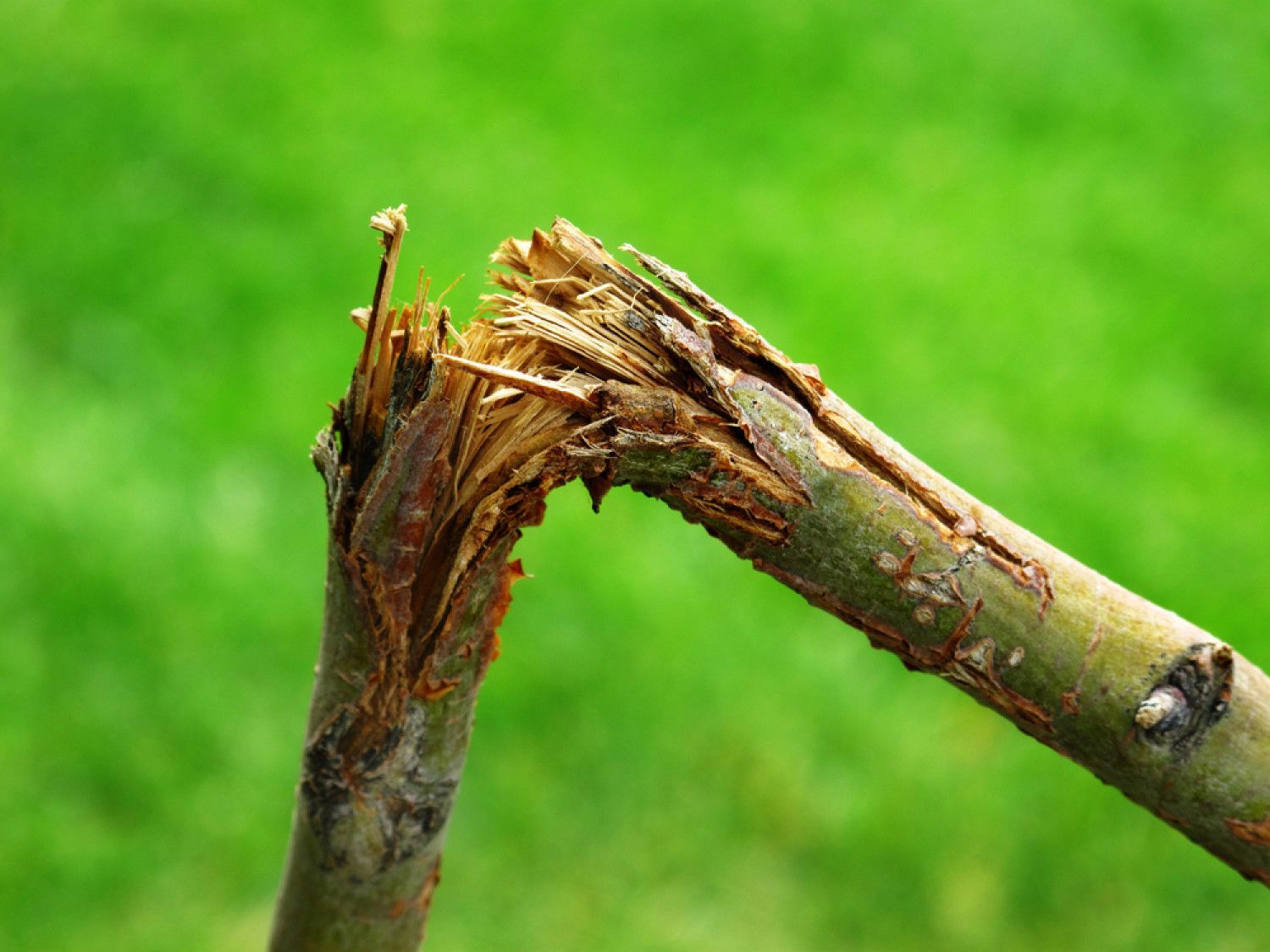 A close up of a broken tree branch with a green background.