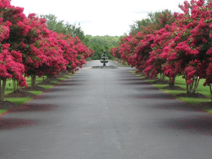 Garden of Memories