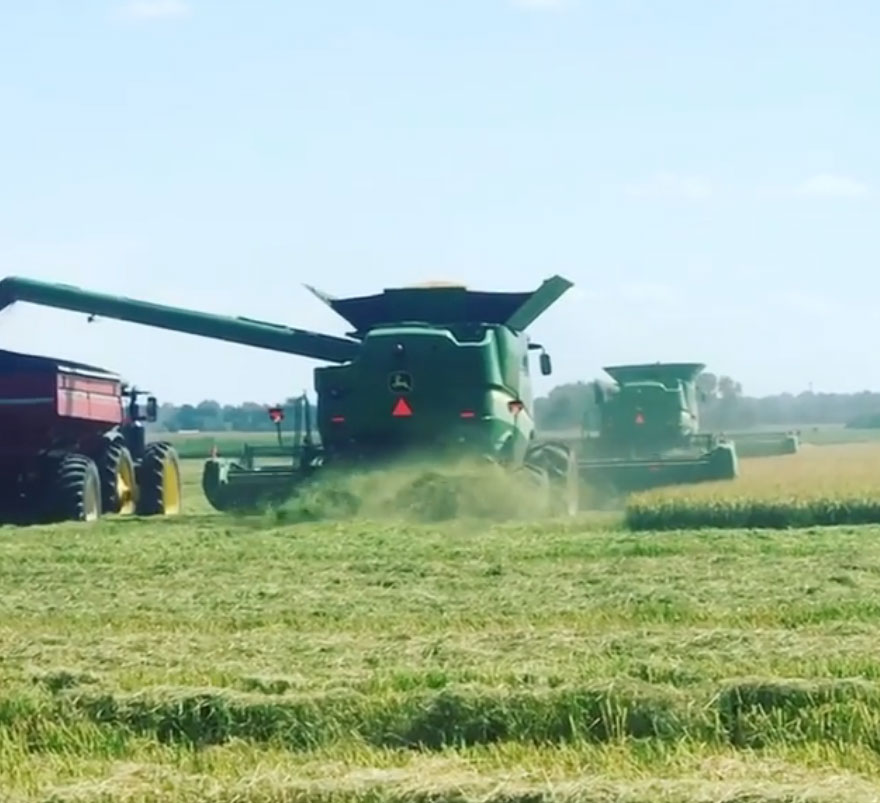 Green combine harvesters cutting hay in a sunny field, with dust trailing behind.
