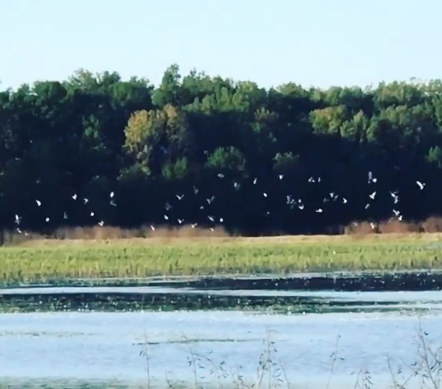 White birds flying over a grassy wetland beside calm water and a tree line.