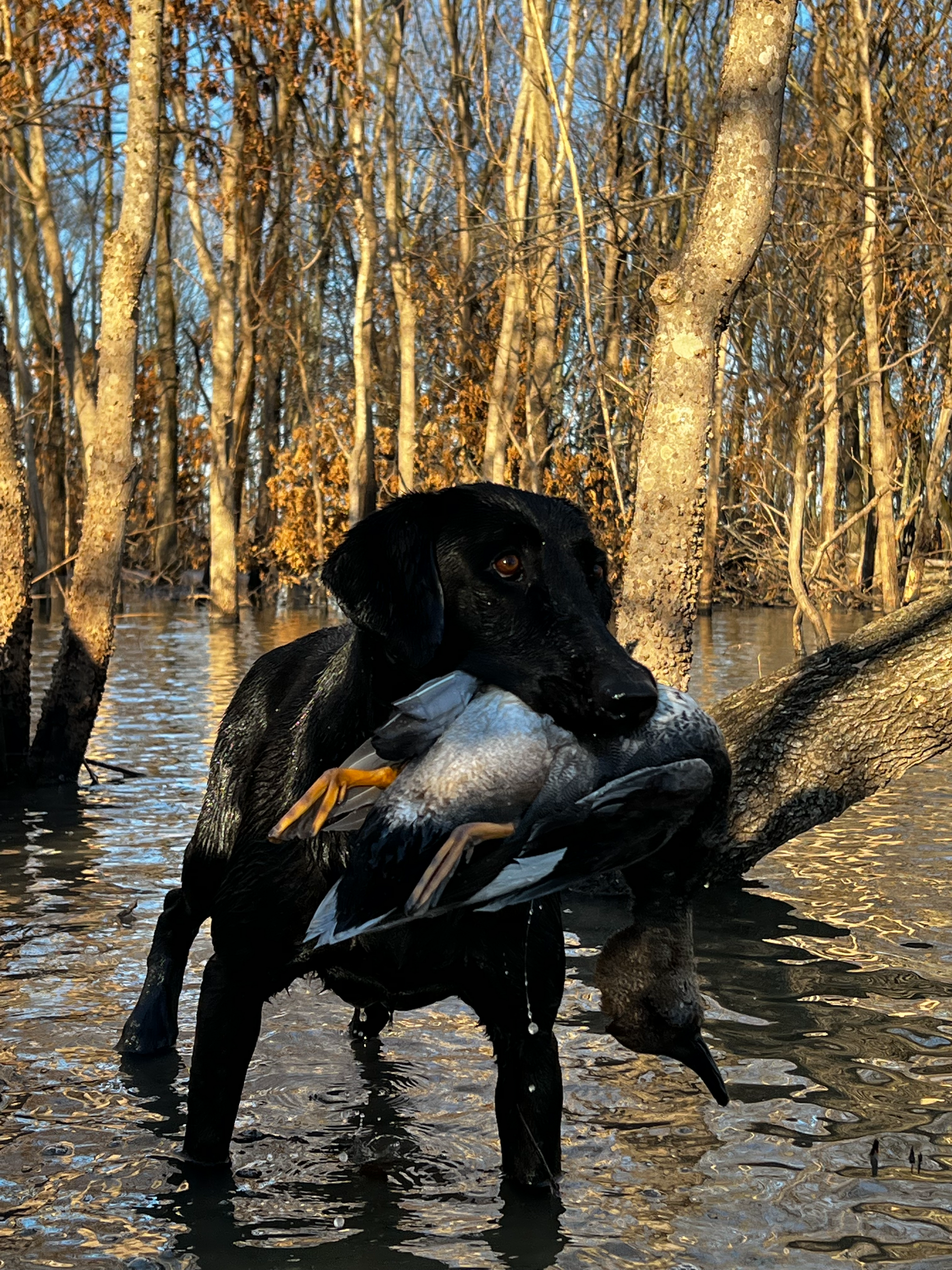 Black dog carrying a duck in a flooded woodland with bare trees