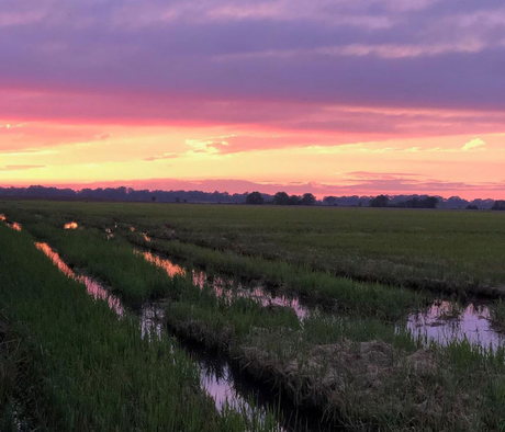 Sunset over green fields with pink and purple sky reflected in water-filled furrows