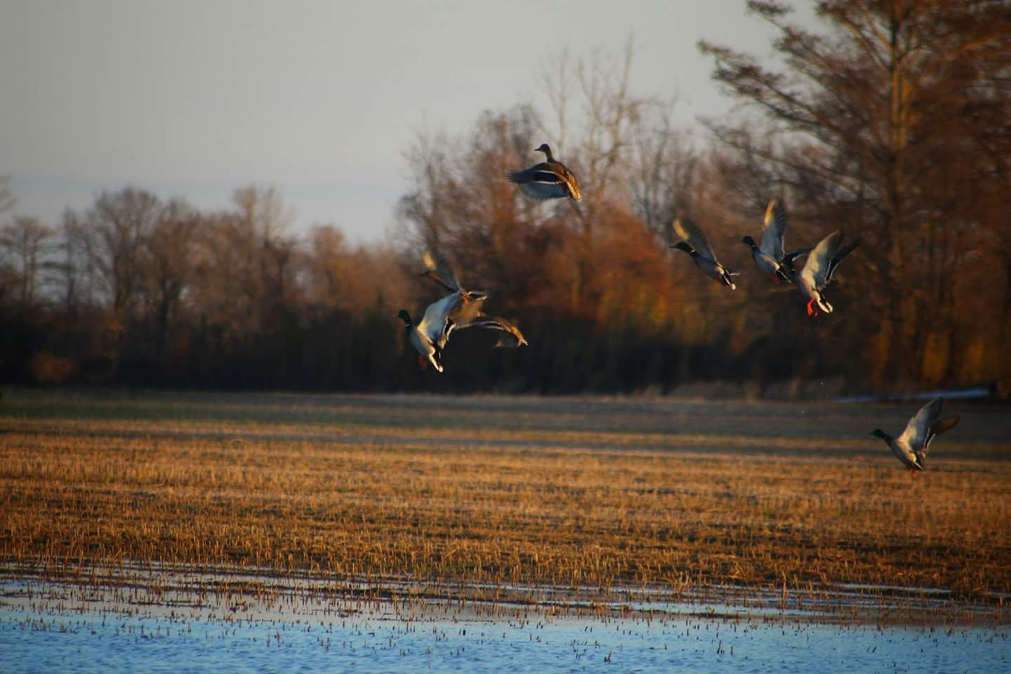 Birds flying over a marshy field at sunset