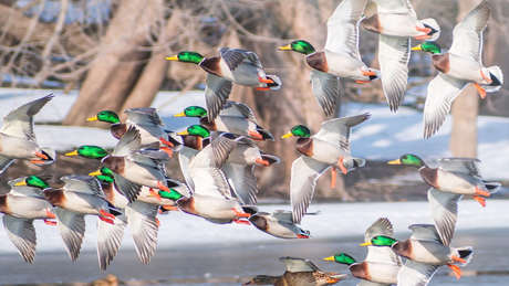 A flock of ducks in flight over a snowy wetland, with green-headed males and white wings visible.