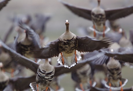 Flock of pigeons in flight, one bird centered with wings spread wide.