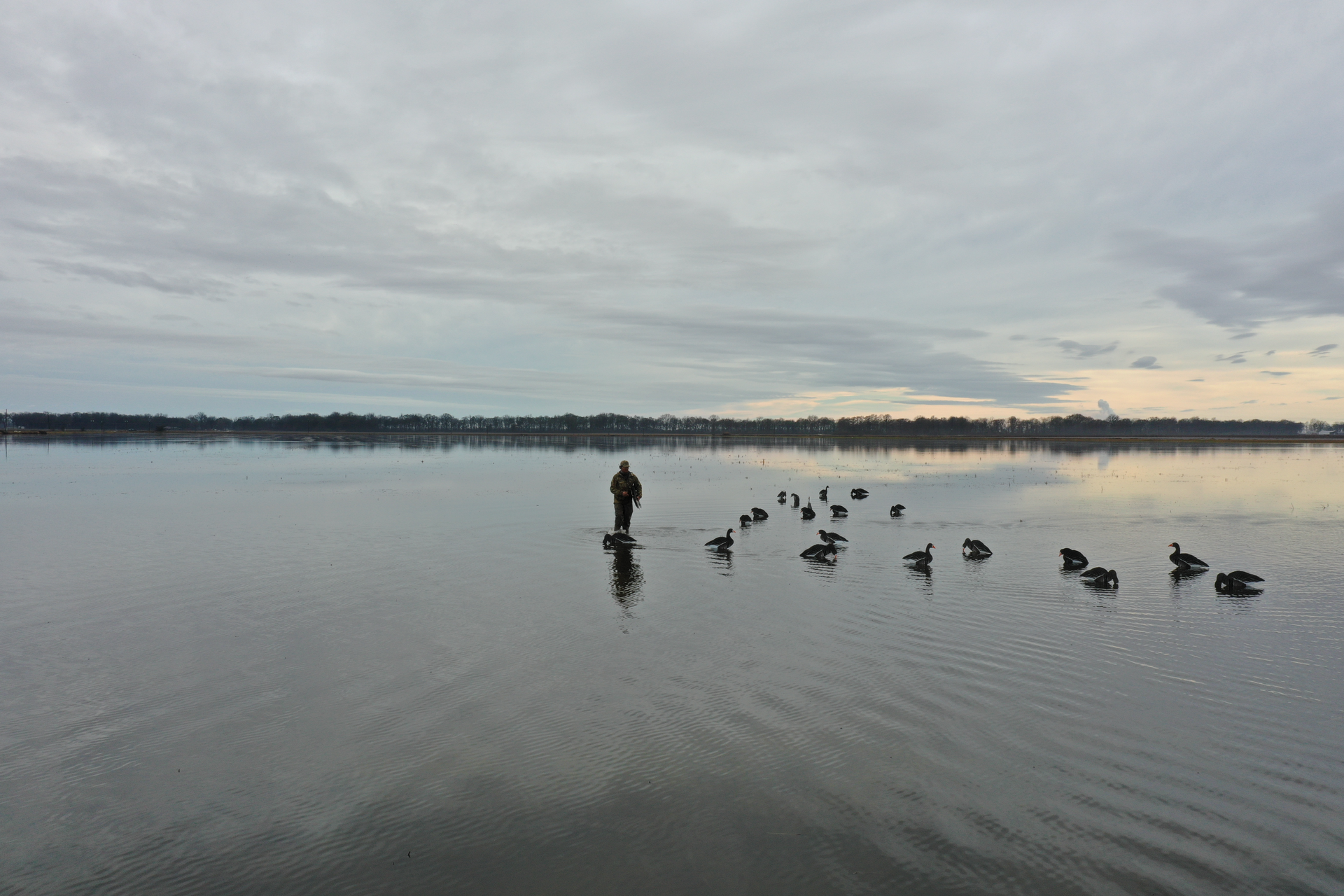 Person standing in shallow water with a flock of ducks at dawn under a cloudy sky