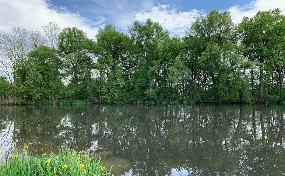 River reflecting green trees under a partly cloudy sky, with yellow flowers in the foreground