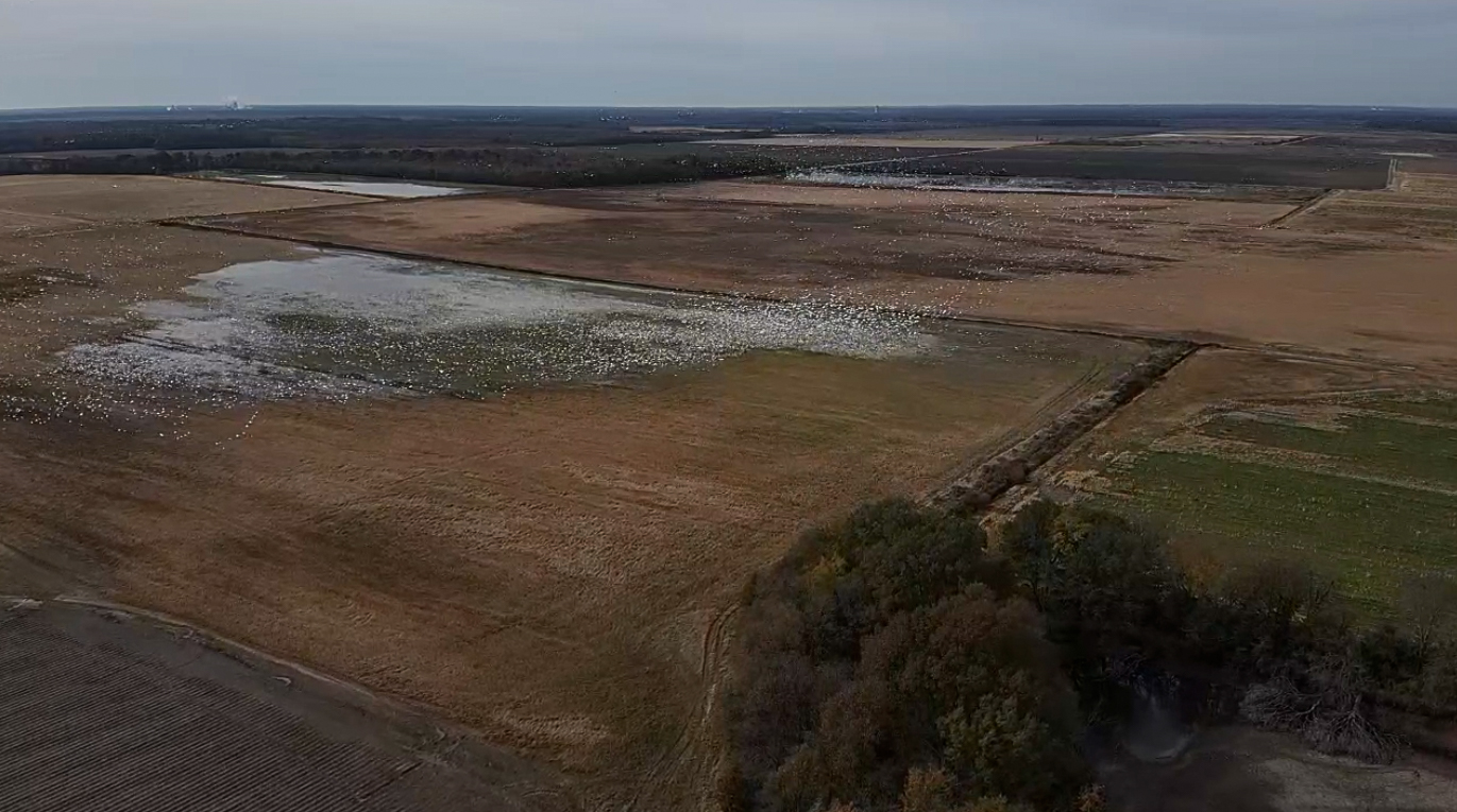 Aerial view of a barren wetland with patches of water, brown grass, and a dark tree line in the distance