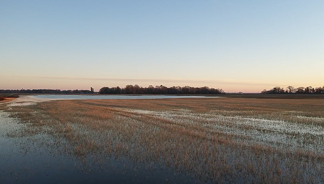 Shallow tidal flat at sunset with a distant tree-lined shoreline under a pale sky
