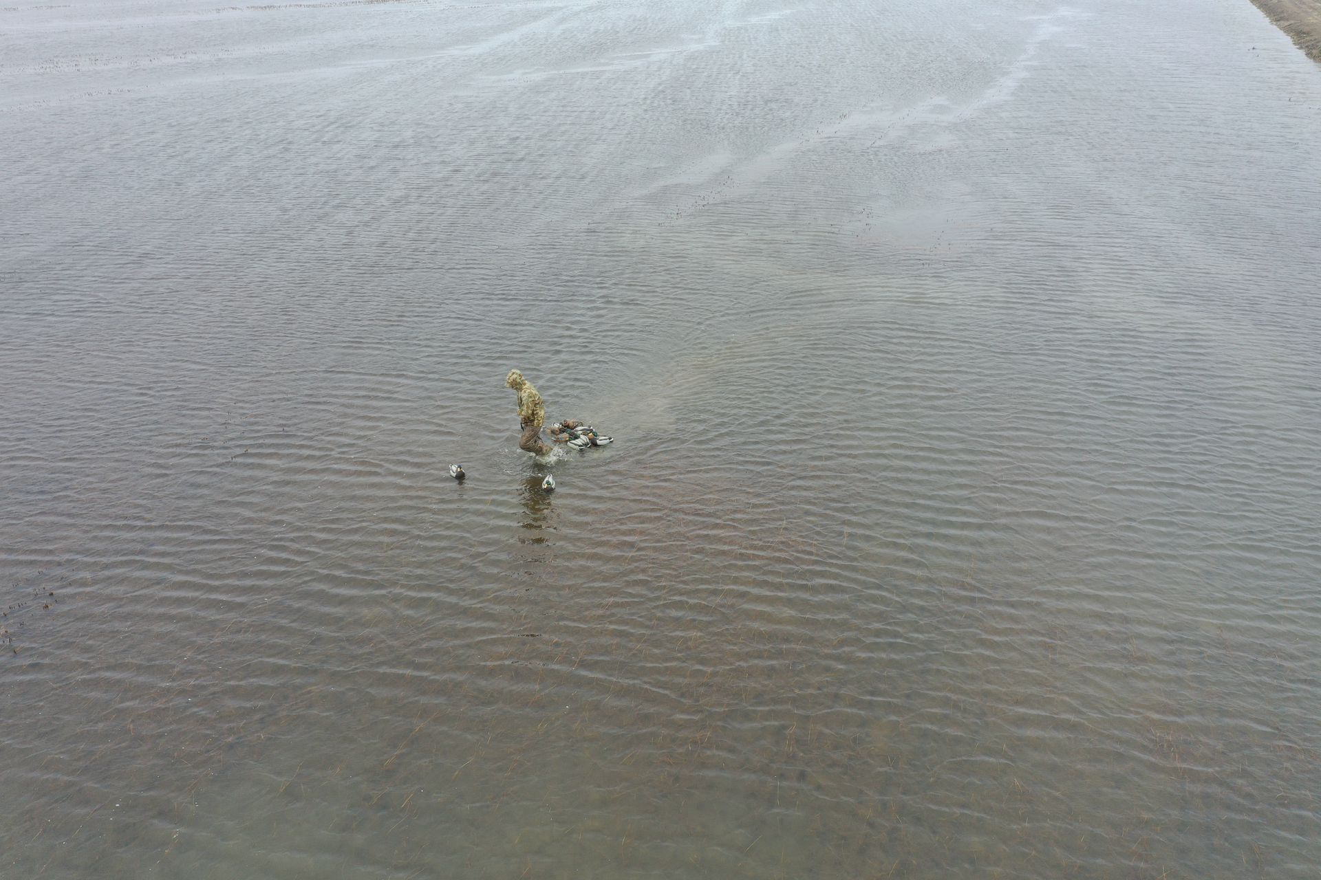 Small bird standing in shallow water on a calm, rippled shoreline