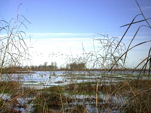 Marshland with shallow water, tall reeds, and a clear blue sky