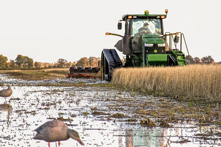 Green tractor harvesting a field beside flooded water, with a bird in the foreground