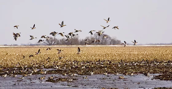 Birds flying above a marshy wetland with water and reeds under a pale sky
