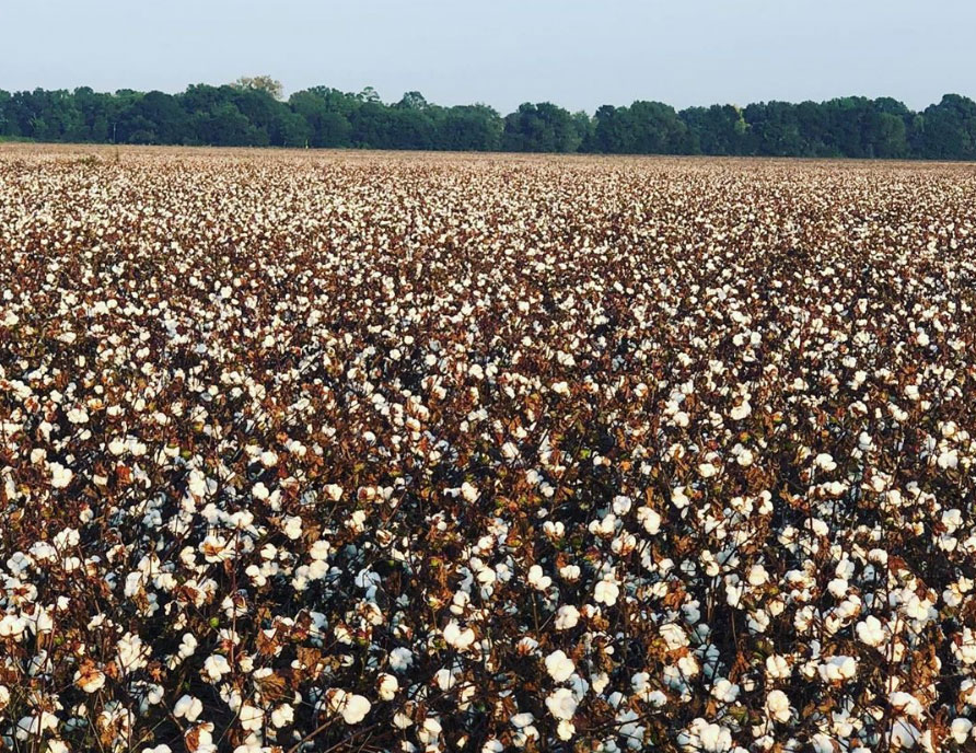 Cotton field ready for harvest, with white bolls stretching to a tree-lined horizon.