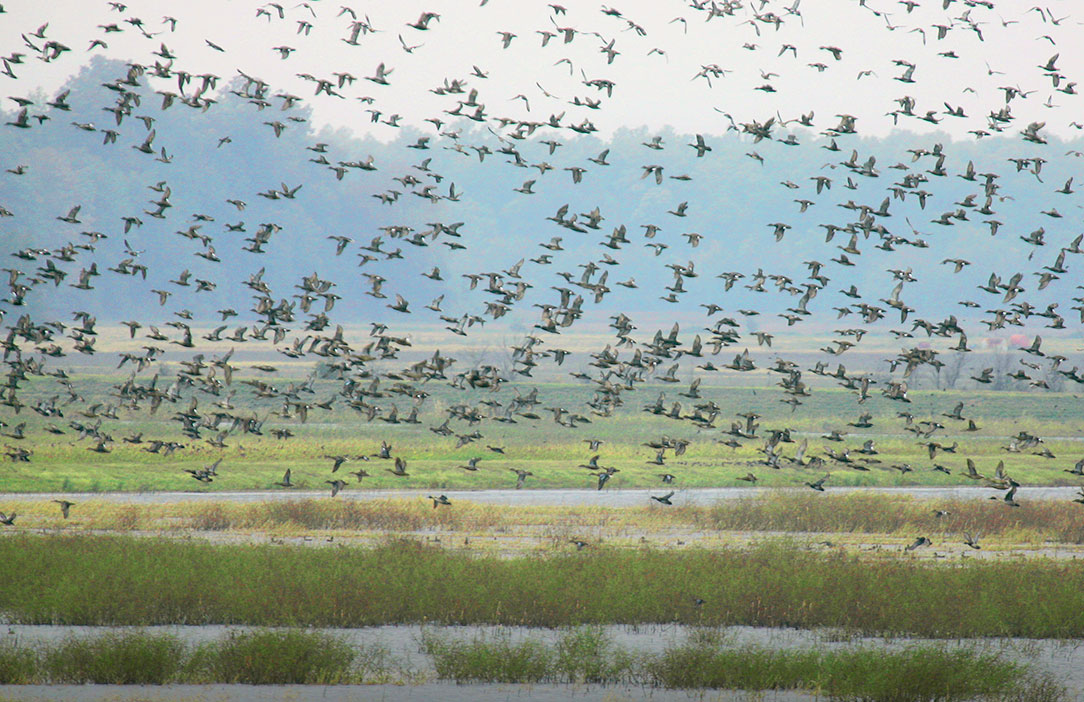 Large flock of birds flying over a marshland under a cloudy sky