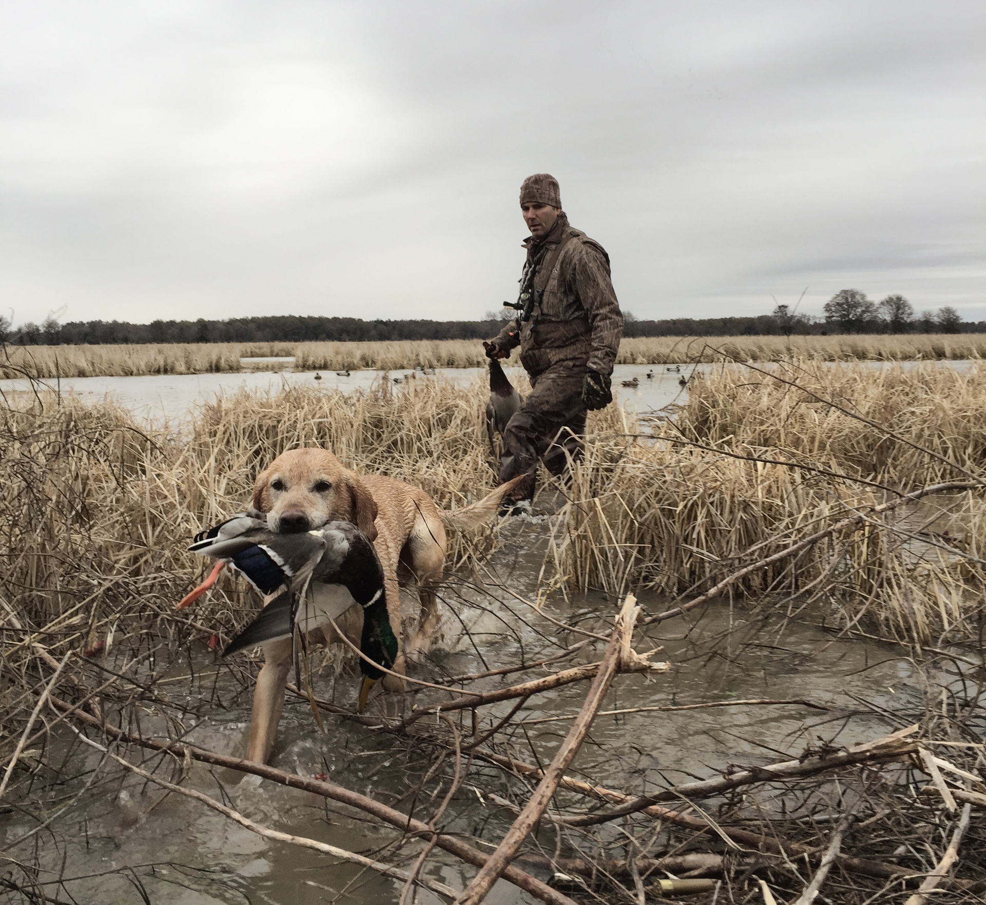Dog carrying a duck decoy in a marsh while a hunter stands behind in tall reeds