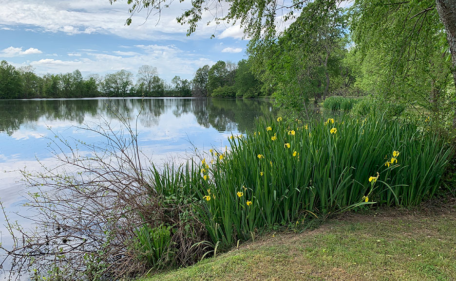 Calm lake with reflections, spring trees, and yellow flowers along the grassy shore