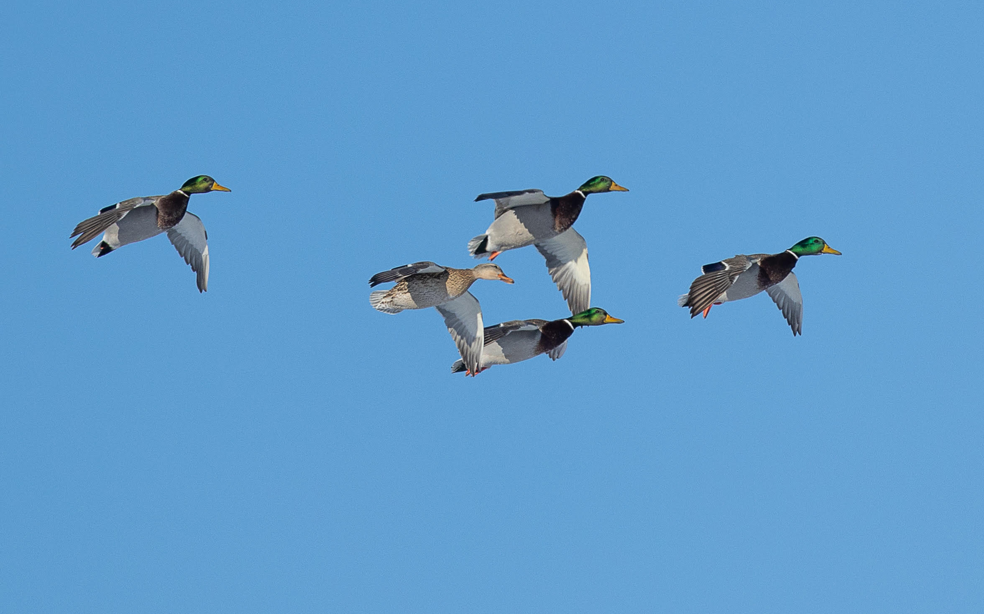 Four ducks flying in a clear blue sky